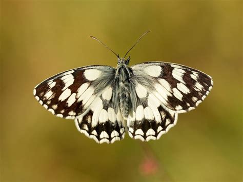 Marbled White Butterfly Conservation