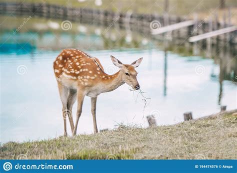 A Female Of A Sika Deer Eating Dry Grass Stock Photo Image Of Spotty