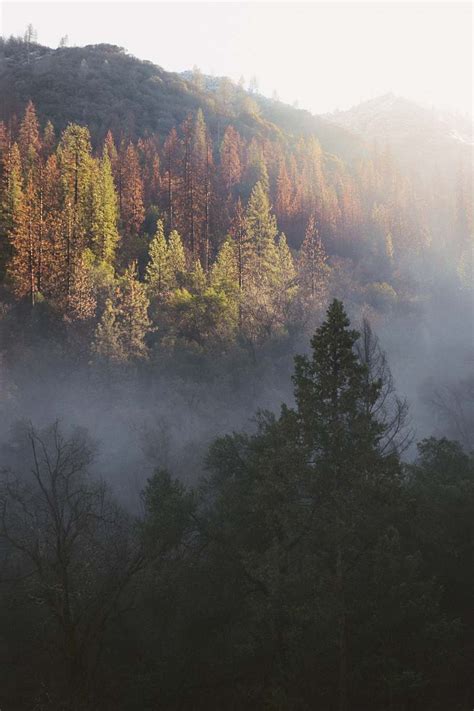 Forest Green Leafed Trees Covered With Fog During Daytime Merced River
