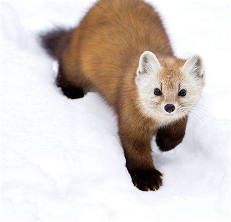 Marten Humans Are Changing The Diet Of Wild American Marten Trappers