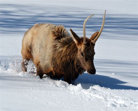 Banco De Imagens Natureza Neve Inverno Animais Selvagens Selvagem