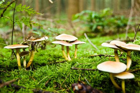 Mushrooms In The Woods Stock Image Image Of September 3240071