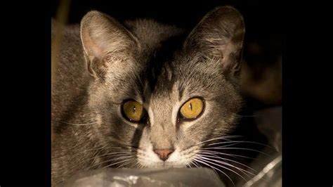 Iowa City Suspends Policy On Shooting Feral Cats The Sacramento Bee