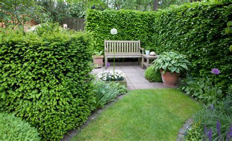 4 Best Screening Plants Hedges For Screening Instanthedge