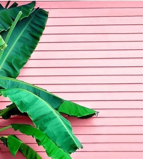 Pale Pink Clapboard Wall Banana Leaf Plant Plant