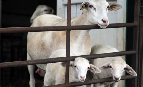 21 Things To Know Before Starting A Goat Farm Mother Earth News