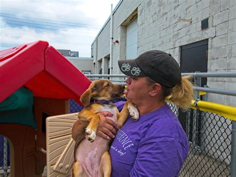 Why Are So Many Wisconsin Dogs Rescued From The South