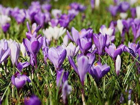 Pourquoi Le Printemps Tombe Le 20 Mars Cette Année