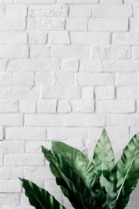 900 x 900 jpeg 150kb. Bird's-nest fern on white brick wall | free image by ...