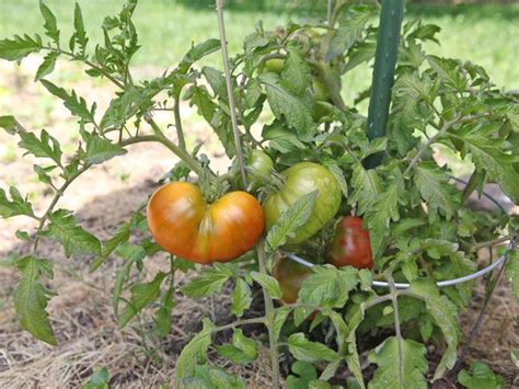 Growing Grafted Tomato Plants Made Remade Tomato Garden Veggie