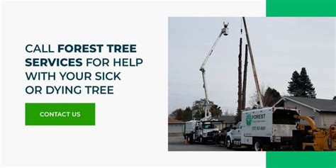 5 Signs Of A Sick Tree Forest Tree Services