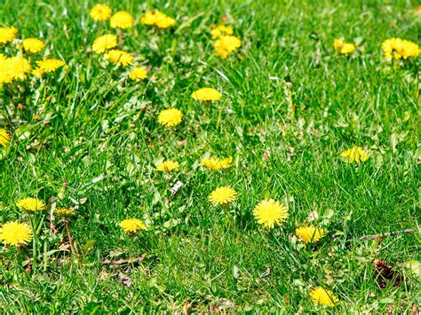 Contrôler et prévenir les mauvaises herbes de la pelouse Conseils