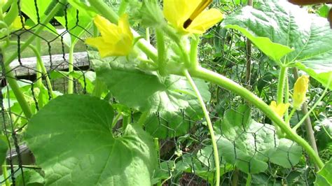 Hand Pollinating Cucumbers Male And Female Flower Identification Youtube