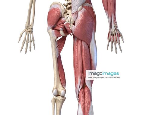 Male Anatomy Diagram Back View Anatomy Of Body Anatomy Of Male Muscular System Posterior View
