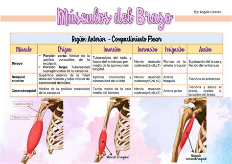 Musculos Del Brazo Anatomia Abc Fichas Images