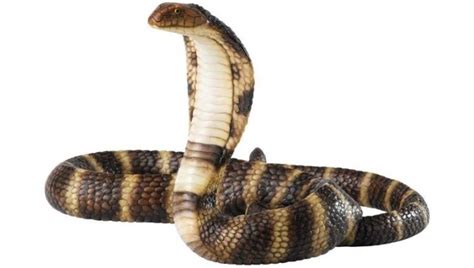 246 33 tikus mouse keju hewan. Gambar Ular Cobra Terbaru | gambarcoloring