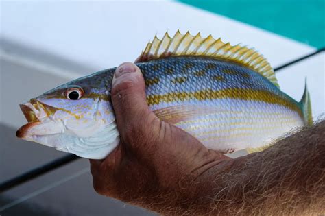 Yellowtail Snapper Scored off Bucket List | Planet Sea Fishing