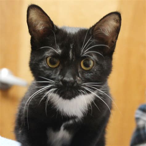 Black And White Tuxedo Cute Cat Kitten Mariposa Veterinary Wellness