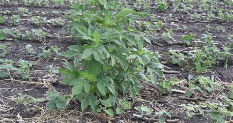 Detect And Protect Soybean Yield From Common Weeds This Season
