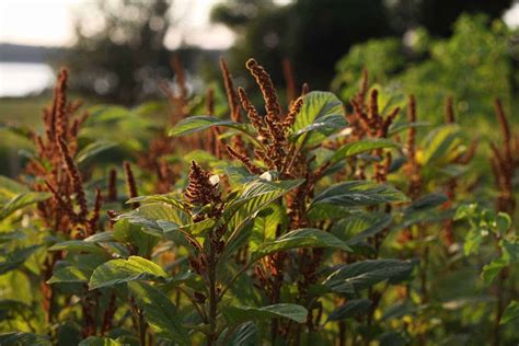 How To Grow Amaranth In The Garden Farmhouse And Blooms