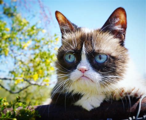 famous cats from around the world catgazette