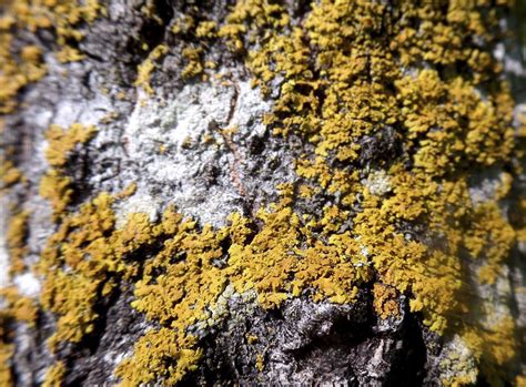 Minnesota Seasons Sunburst Lichens Xanthoria Spp