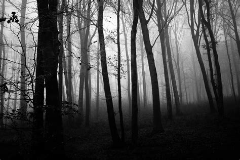 Foggy Forest Vivien Flickr