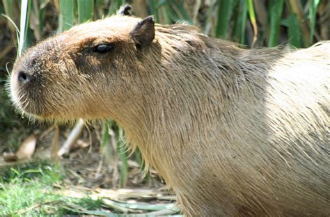 Capybara Close Up By Fatherofanartist On Deviantart