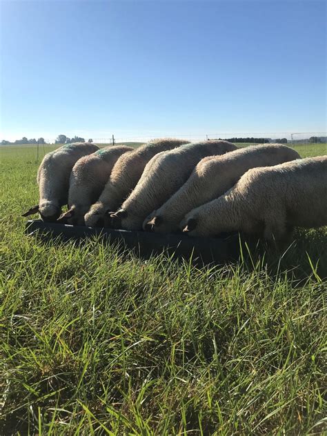 Supplementation of Pasture-Raised Lambs Increases Animal Performance ...