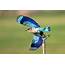 Indian Roller  An Aerobatic Display Bird