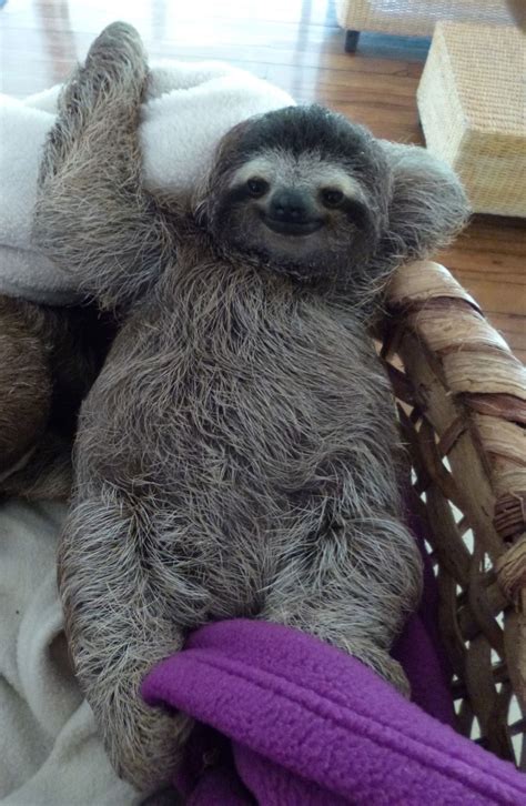 Sloth Nap Filhotes Fofinhos Bebê Preguiça Lindos Filhotes