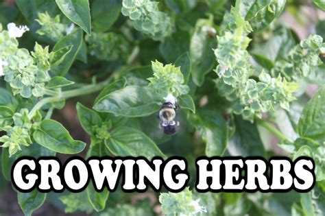Growing Herbs Great For Your Gardenand Your Kitchen Old World