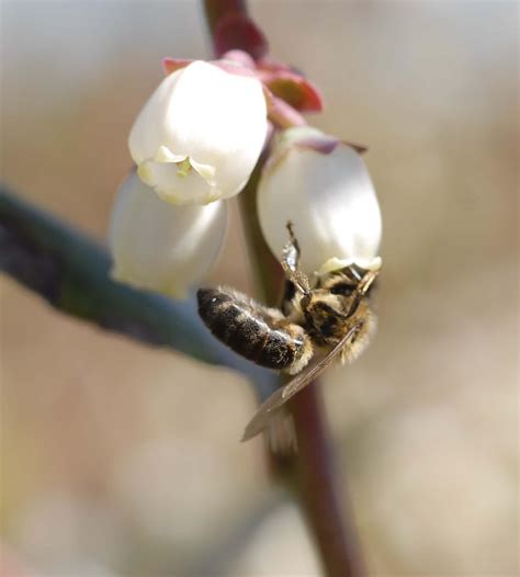 Taking Advantage Of Honey Bees Natural Behaviors Ufifas Entomology