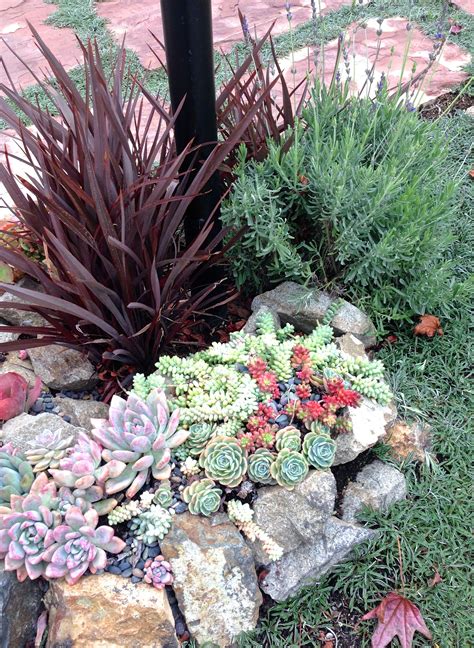 Succulent Variety With Flax Plant And Lavender In Rock Garden Pathway
