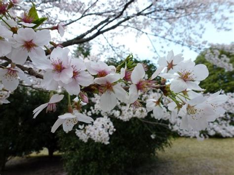 Nasionalisme bunga sakura dimulai dari elit heian yang ingin membangun identitas khas jepang. Sakura di Jepang - Kehidupan di Jepang