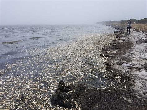 Mass Death Of Herring On Sakhalin Island What Is The Cause
