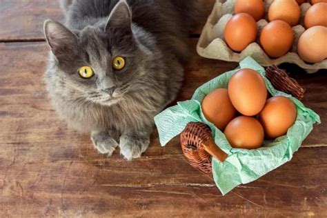 Can i eat raw beef? Can Cats Eat Raw Eggs? - Harmful Food for Cats