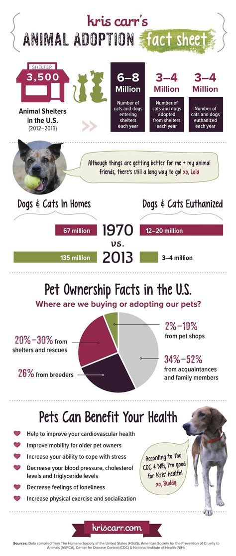 What Everyone Should Know About Animal Adoption Infographic