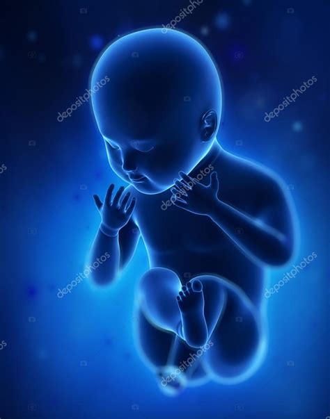 Blue Fetus Baby Stock Photo By ©cliparea 60942731