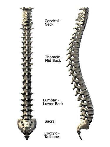 The most complete ultimate home study course in human anatomy and physiology. Human Spinal Anatomy - Diagram of the Spine and Vertebrae ...