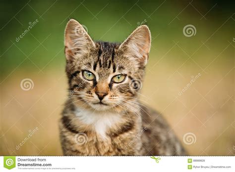 Portrait Of Small Cute Tabby Gray Cat Kitten At Blurred