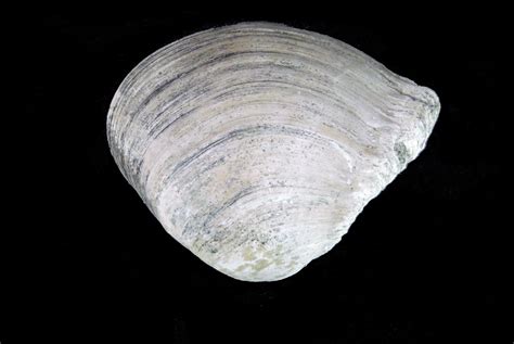 Clam Bivalves The Fossil Forum