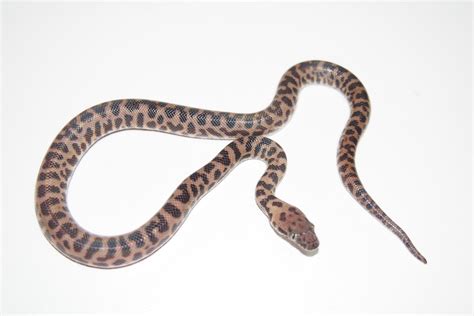 Spotted Python For Sale With Live Arrival Guarantee Xyzreptiles