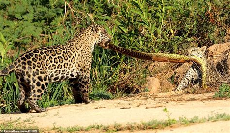 Jaguar And Her Cub Have A Tug Of War Over Ten Foot Long Anaconda In