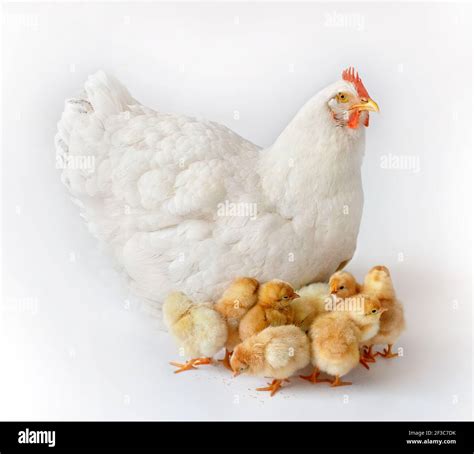White Hen On White Background With Her Newborn Chicken Mother Hen With