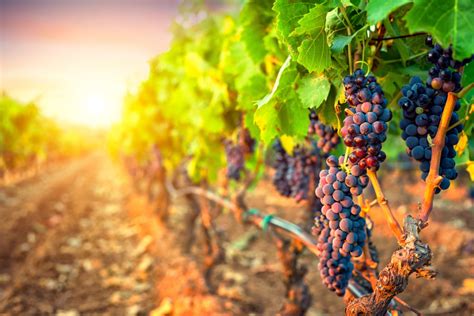 Bunches Of Grapes In The Rows Of Vineyard At Sunset Ballentine Vineyards