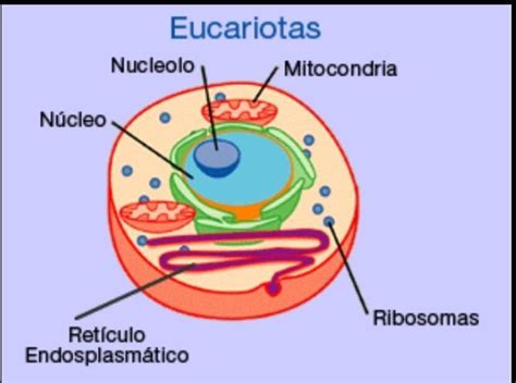 Dibujo Fácil De La Célula Eucariota Con Sus Orgánulos Brainlylat