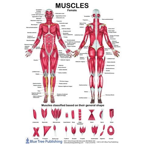 Muscles Of The Arm Laminated Anatomy Chart Mail Napmexico Com Mx