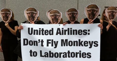 Peta Protesters United Airlines Flies Monkeys Off To Cruel Labs Cbs