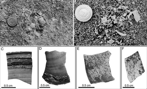 A B Angular Shell Fragments And Their Enlargements C F On The Dried